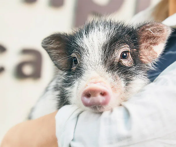 Inside mipig cafe Fukuoka Tenjin, where micro pigs move freely around seated guests