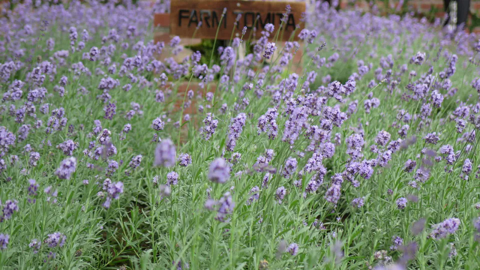Les champs de lavande de Farm Tomita ne valent la peine d'être sacrifiés qu'en été, lorsque la visite des champs est la principale activité.