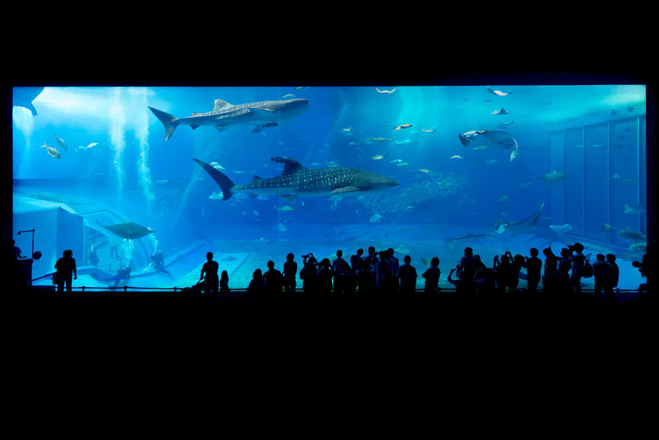 Large Okinawa aquarium tank for comparing Churaumi and DMM Kariyushi