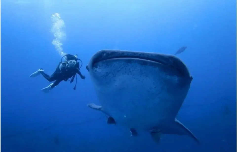 沖繩讀谷鯨鯊潛水實景。持證 Fun Dive 與無證照體驗潛水的資格、器材與近期潛水經驗要求需要分開核對。