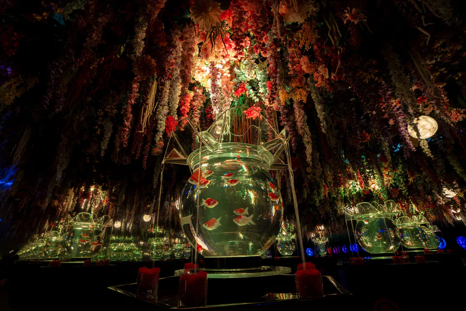 นิทรรศการ Art Aquarium Nagoya 2026 Hana Mai HANAMAI ผลงานศิลปะปลาทอง