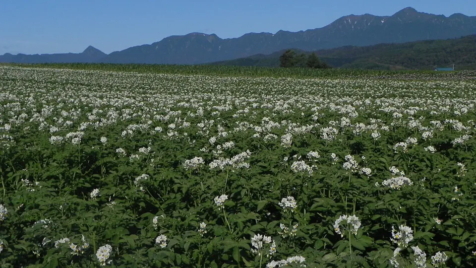 Furano และ Biei สามารถเที่ยวจากฐานพักเดียวหลายคืนแทนการย้ายโรงแรมทุกวัน