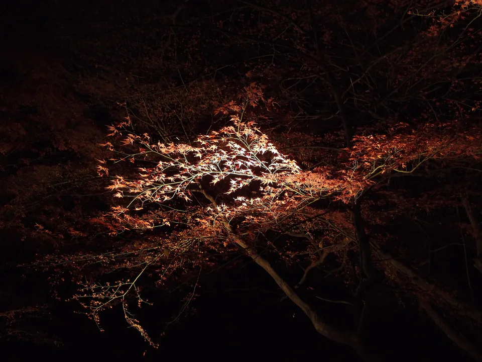 Rikugien night foliage for a Tokyo late-November garden itinerary