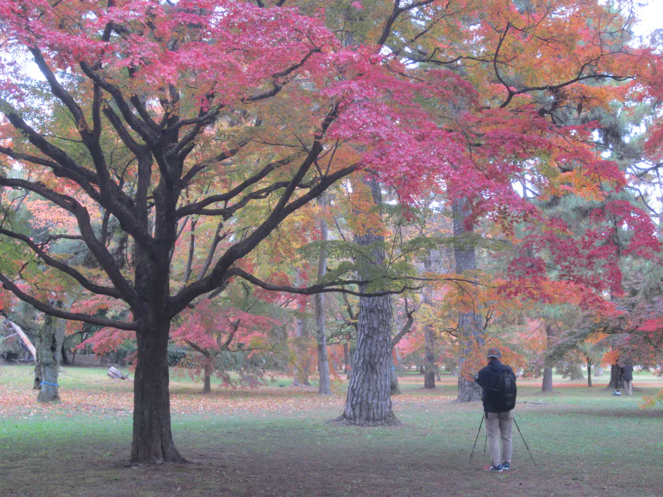 Kyoto Gyoen as a broad free alternative when popular temple queues exceed the planned limit