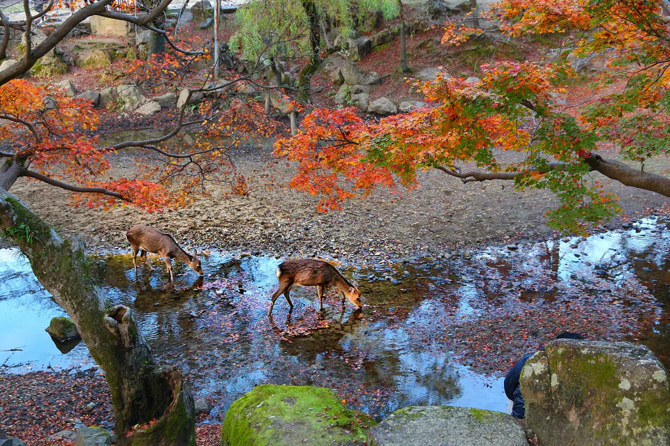Osaka Budget Itinerary: 7 Days With USJ, Kyoto, Nara and Kobe — Without Buying Every Pass