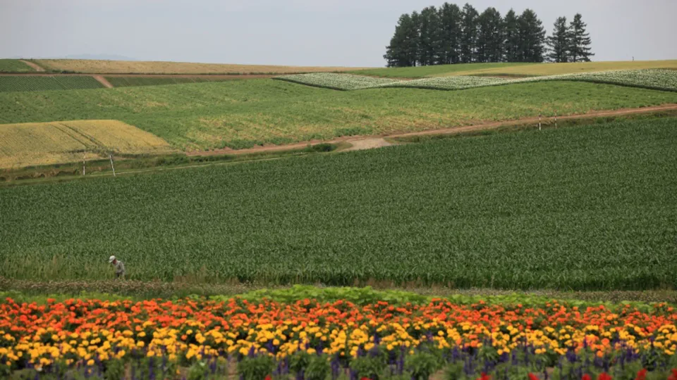 Le paysage de collines en été à Biei est l’expérience de voyage véritable à découvrir après cinq jours à travers Hokkaido.