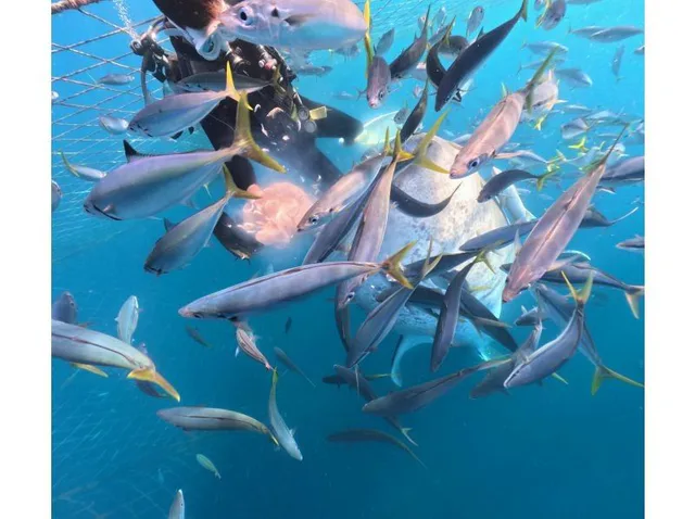 Whale shark snorkeling off Yomitan, Okinawa, with swimmers observing from the surface