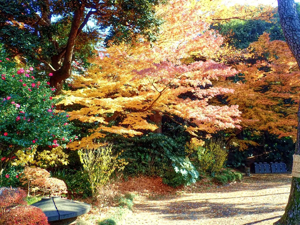 Koishikawa Korakuen late autumn showing milder city daytime and cooler evenings