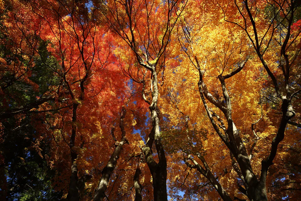 Close maple leaves near Lake Kawaguchi used to separate festival dates from foliage condition