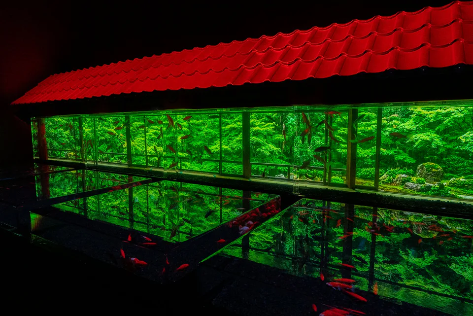 ผลงานภาพวาดปลาทองในน้ำสะท้อนของ Art Aquarium นาโกย่า 2026