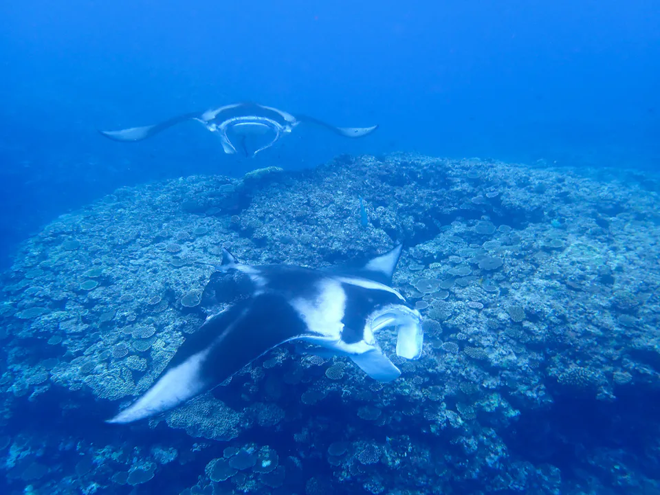 Manta ray and coral off Kabira, Ishigaki; season helps, but wind and sea conditions still determine whether boats can reach the preferred manta area.