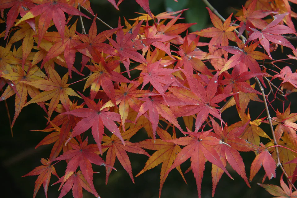 Érables de Kōrakuen à Okayama pendant la saison d’automne