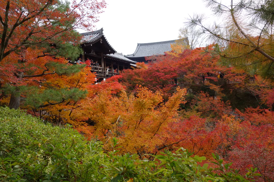 Tofukuji Tsutenkyo Bridge and mid-to-late November Kyoto foliage