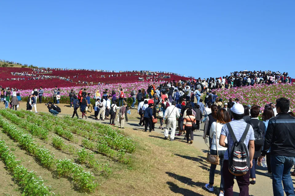 Kochia-covered hill at Hitachi Seaside Park during autumn, illustrating the large-colour-field day trip option