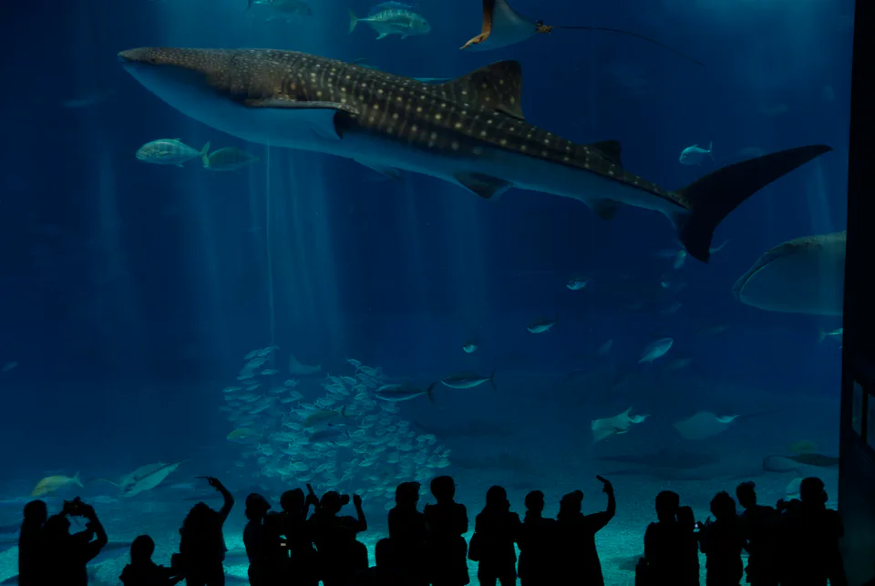 Things to Do in Okinawa: Churaumi, Blue Cave, Kerama and Day Tours