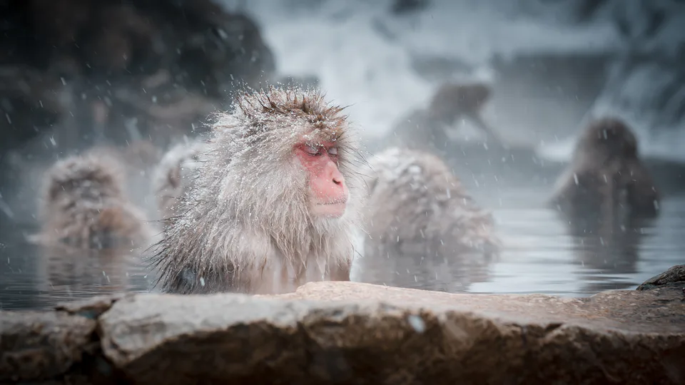 Outdoor onsen in Japan with steam rising in winter