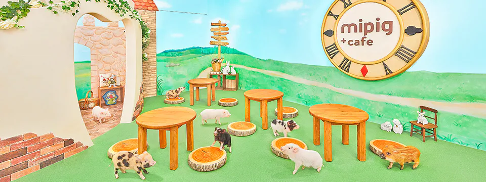 mipig cafe Fukuoka: Check Your Last 48 Hours Before You Book the 55-Minute Session