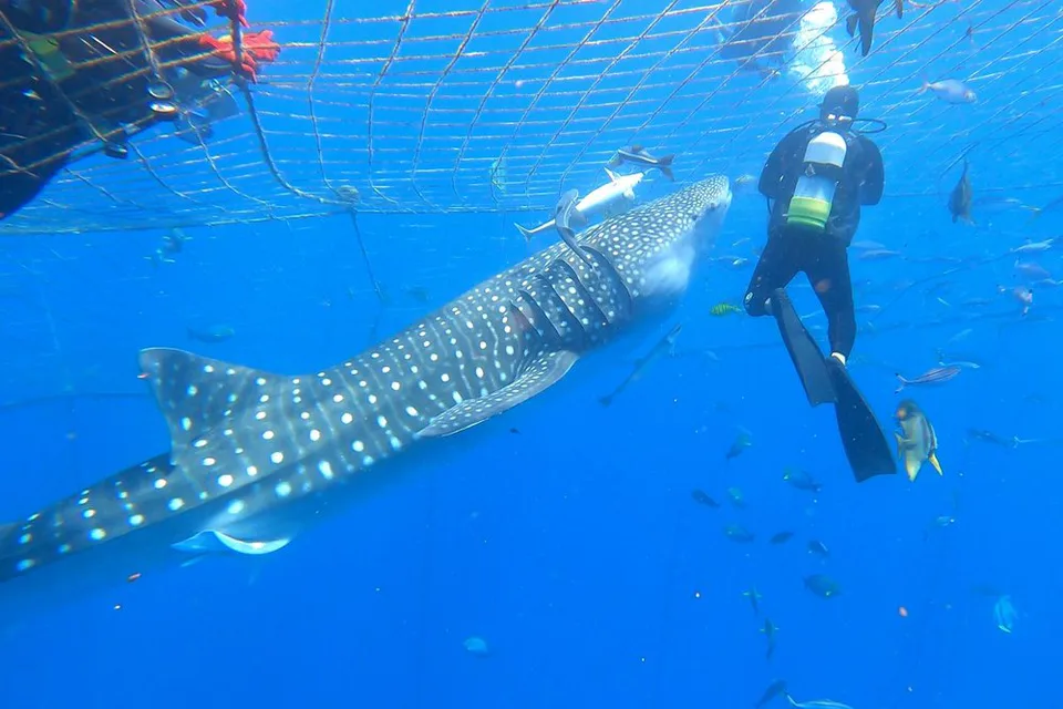 Scuba diver observing a whale shark beside the offshore sea pen in Yomitan, Okinawa