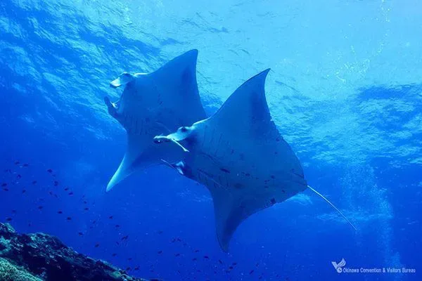 Manta ray gliding over the reef at Manta Scramble off Ishigaki Island