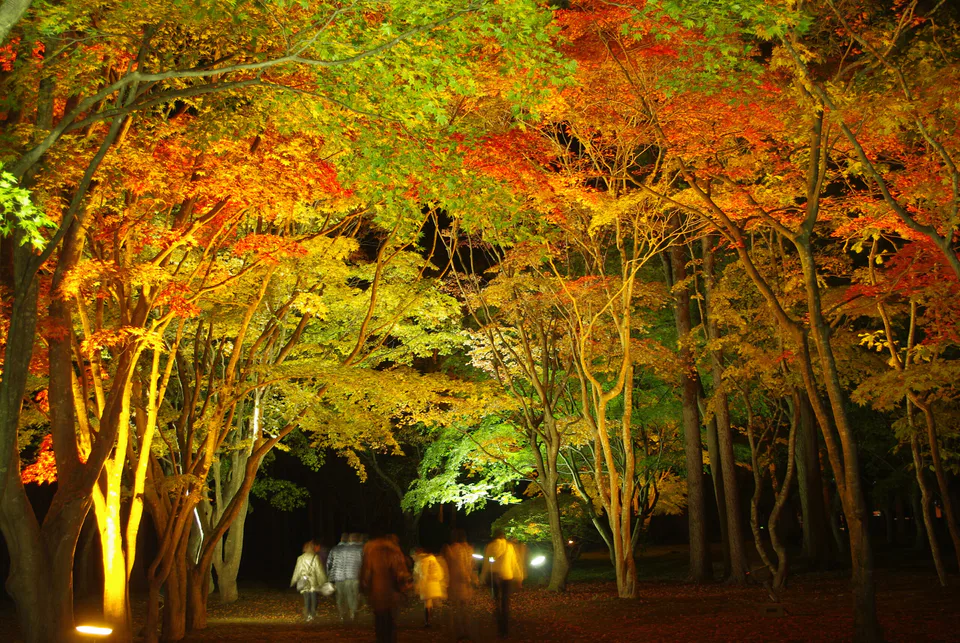 Illumination nocturne des feuillages d’automne au jardin Kōsetsu-en, Hakodate