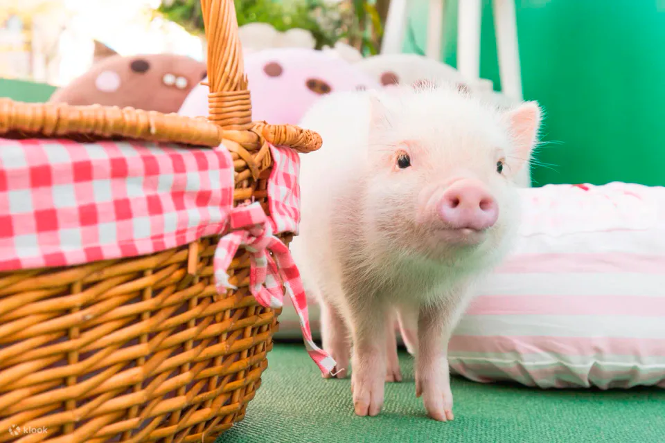 Le micro cochon du café miniature de Tenjin à Fukuoka, dont les règles d’interaction privilégient l’approche proactive du cochon envers les visiteurs.