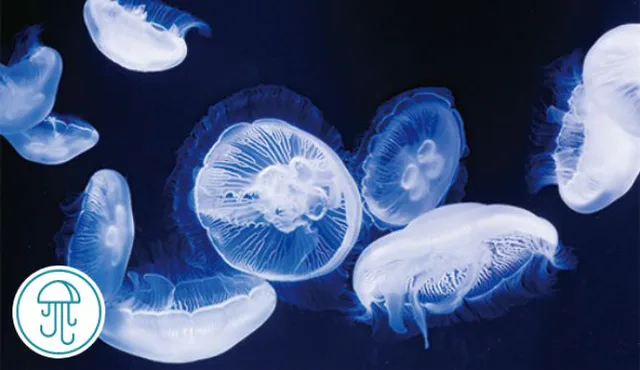 โซนจัดแสดงแมงกะพรุนในทะเลของ Marine World Uminonakamichi เหมาะสำหรับการชมพิพิธภัณฑ์สัตว์น้ำในเวลากลางคืนอย่างช้าๆ