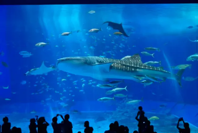 Okinawa travel scenery for comparing transport, tickets and day-tour packages