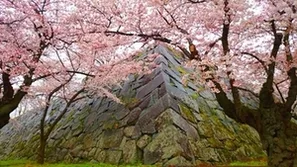 Honmaru keep-platform stone walls and cherry blossoms at Morioka Castle Ruins Park, Japan’s 100 Famous Castles No.6