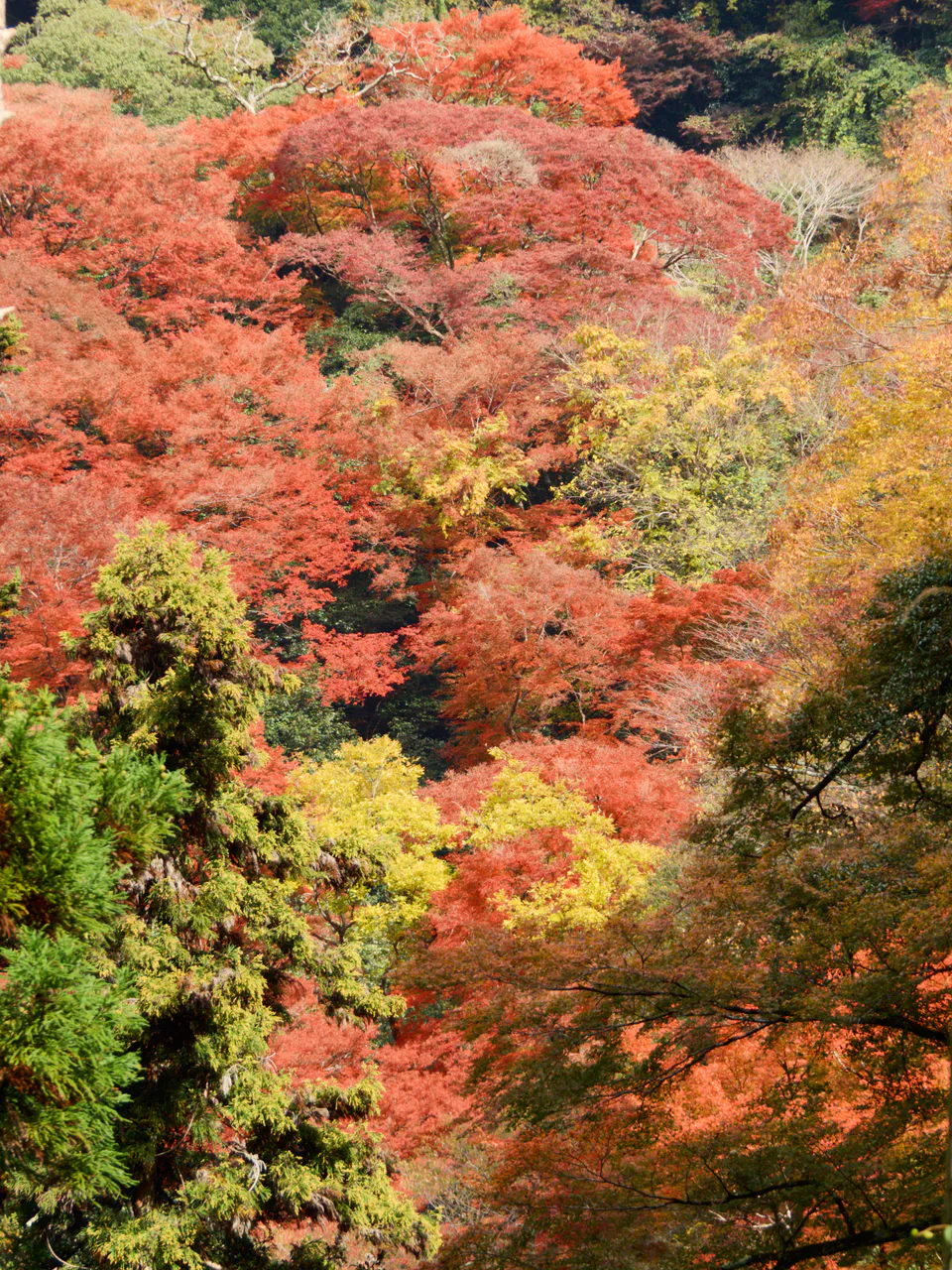 Paysage automnal de la vallée du parc Minoh à Osaka
