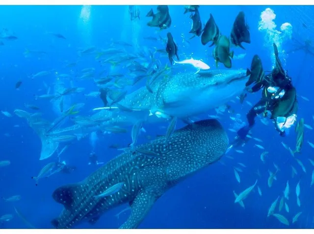 오키나와 요미탄 고래상어 다이빙 실제 체험. 스노클링·체험다이빙·Fun Dive·종일투어를 자격과 이동 기준으로 비교합니다.