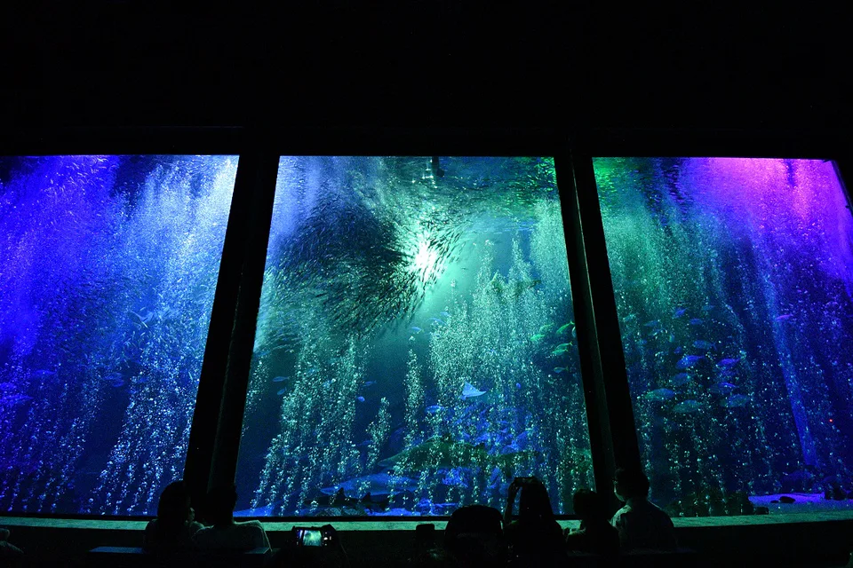 คุ้มค่าหรือไม่กับฟุกุโอกะ Marine World Uminonakamichi|¥2,500 ก็ซื้อได้ไม่ยาก สิ่งที่ต้องจ่ายจริงคือเวลารถไฟและการเดินทางครึ่งวัน