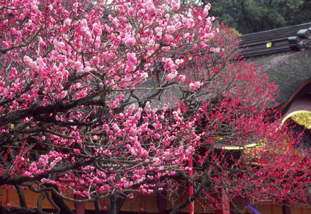 Le sanctuaire Taimangu de Dazaifu, idéal pour une excursion d'une journée sans voiture le troisième jour à Fukuoka.