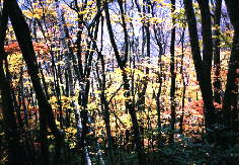 Autumn foliage along the Matsukawa River Valley in Takayama, Nagano, used as a regional live-update cover for Japan
