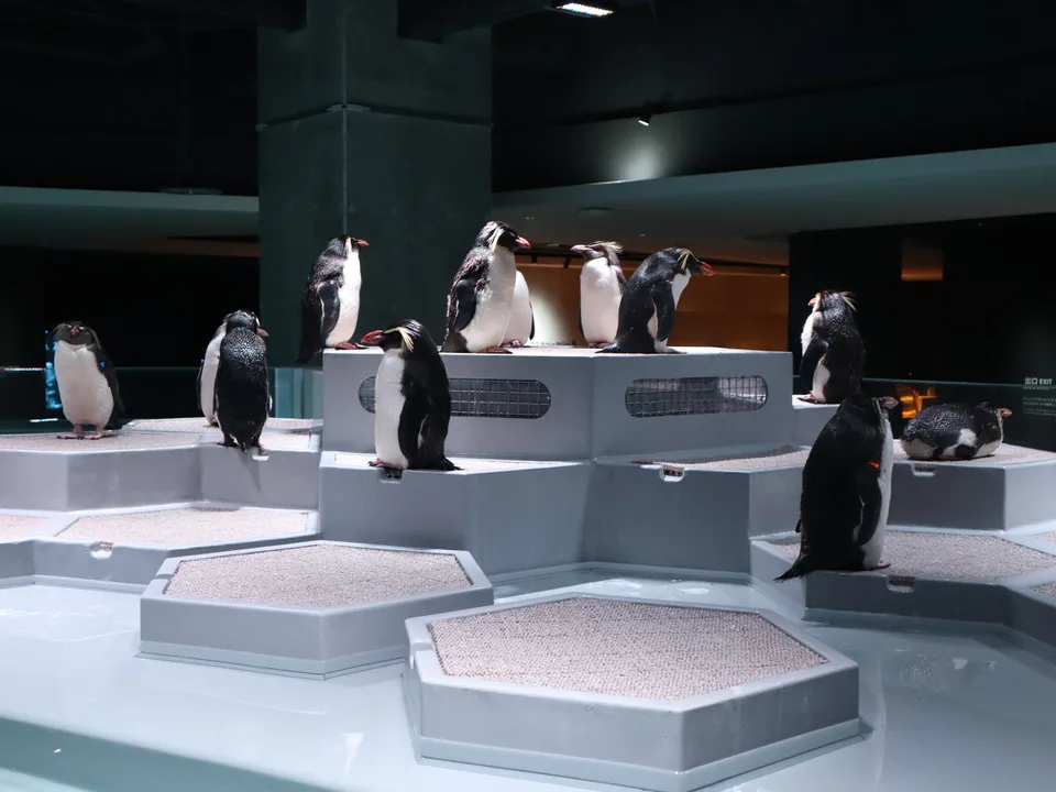 Northern rockhopper penguins on modular platforms at AOAO SAPPORO