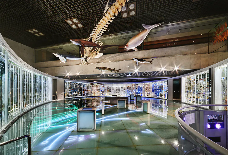 National Museum of Nature and Science Global Gallery exhibit area, with 2026 renovation closures changing the normal floor-by-floor route