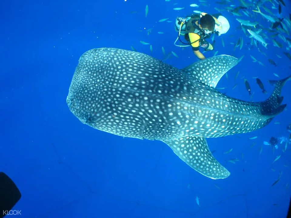 Certified scuba diver swimming near a whale shark during a Yomitan Okinawa whale shark experience