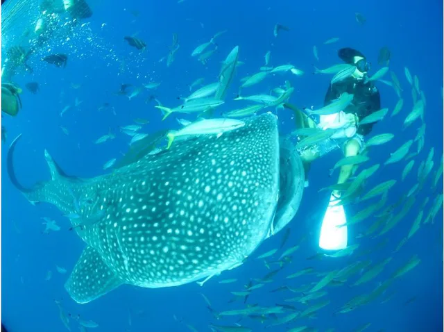 沖繩讀谷鯨鯊潛水實景。選浮潛、體驗潛水、Fun Dive 或青洞全日團前,先分清楚資格、交通與實際下水方式。