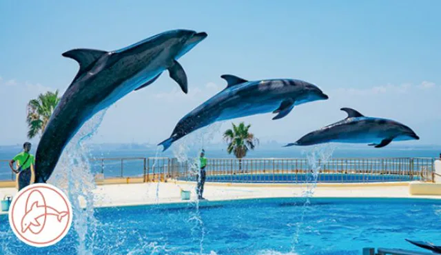 Marine World Uminonakamichi ฮ่องกงบีชวิวการแสดงโลมาและสิงโตทะเล