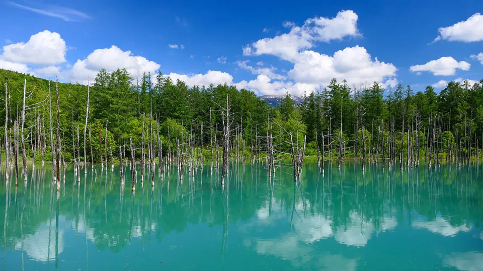 The Blue Pond is a core stop on Biei's 2026 summer sightseeing bus