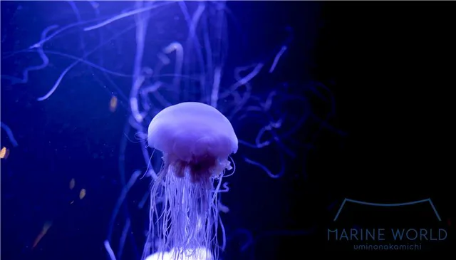 Jellyfish display at Marine World Uminonakamichi photographed in a dark blue exhibit space