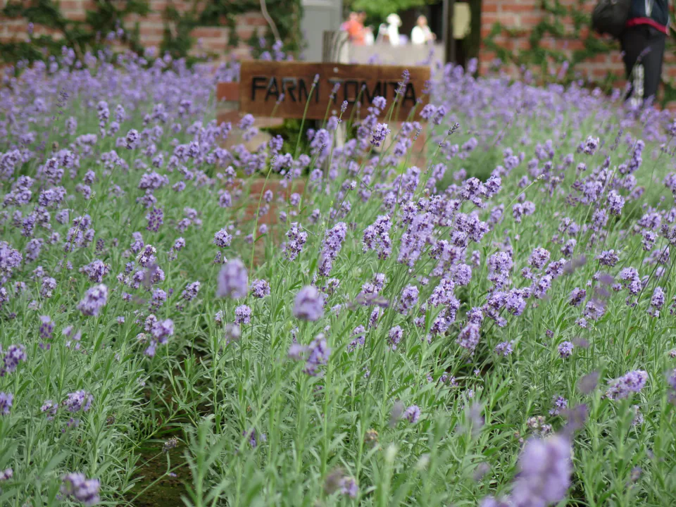 Furano Lavender Guide: Farm Tomita, Flower Timing and a One-Day Route
