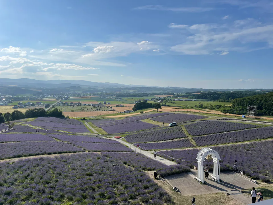 Lavender field at Hinode Park in Kamifurano