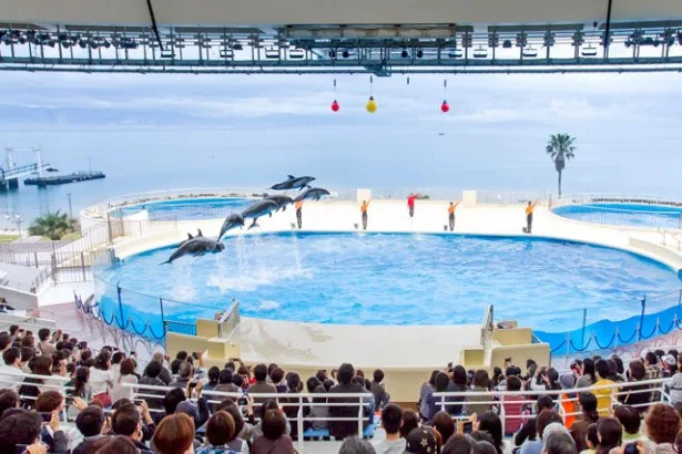 Dolphin show at Marine World Uminonakamichi with Hakata Bay behind the outdoor pool