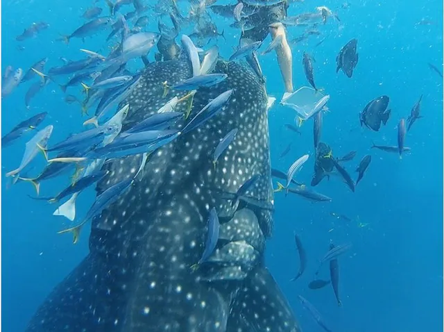 Whale shark seen at close range during a snorkeling experience in Yomitan, Okinawa