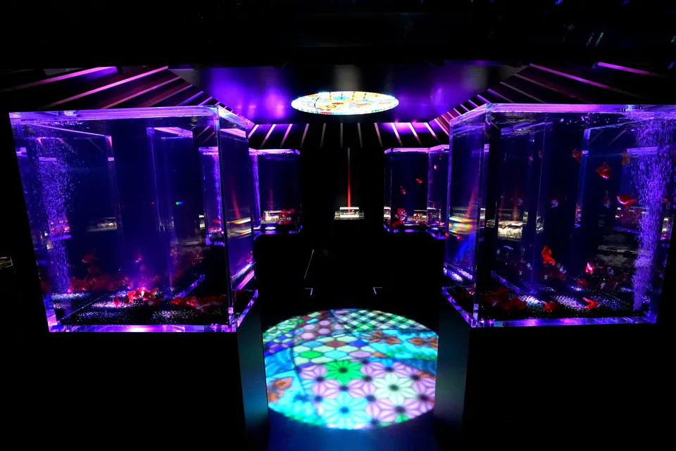นิทรรศการ Art Aquarium ในนาโกย่า 2026 “บ้านปลาทอง” คาดหวังน้ำ