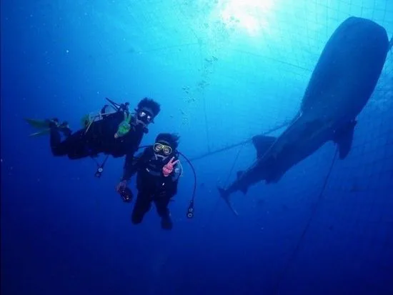 沖繩鯨鯊 Fun Dive 實景。即使鯨鯊位於海中生簀,出航仍會受到風浪與海況影響。
