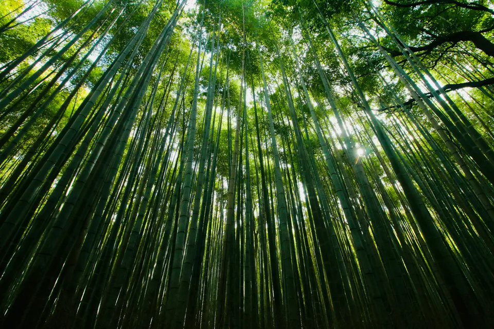 Sunlight through the tall bamboo stalks of Arashiyama Bamboo Grove in Kyoto