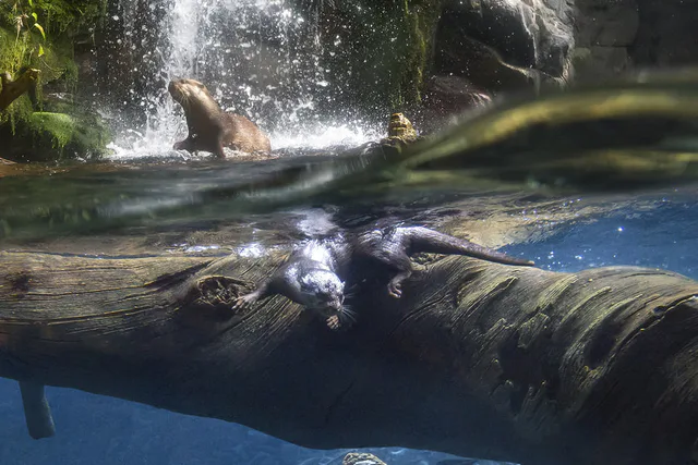 Kaiyukan Japan Forest exhibit. Treat the aquarium as the one major attraction of the day instead of stacking another long indoor visit afterward.