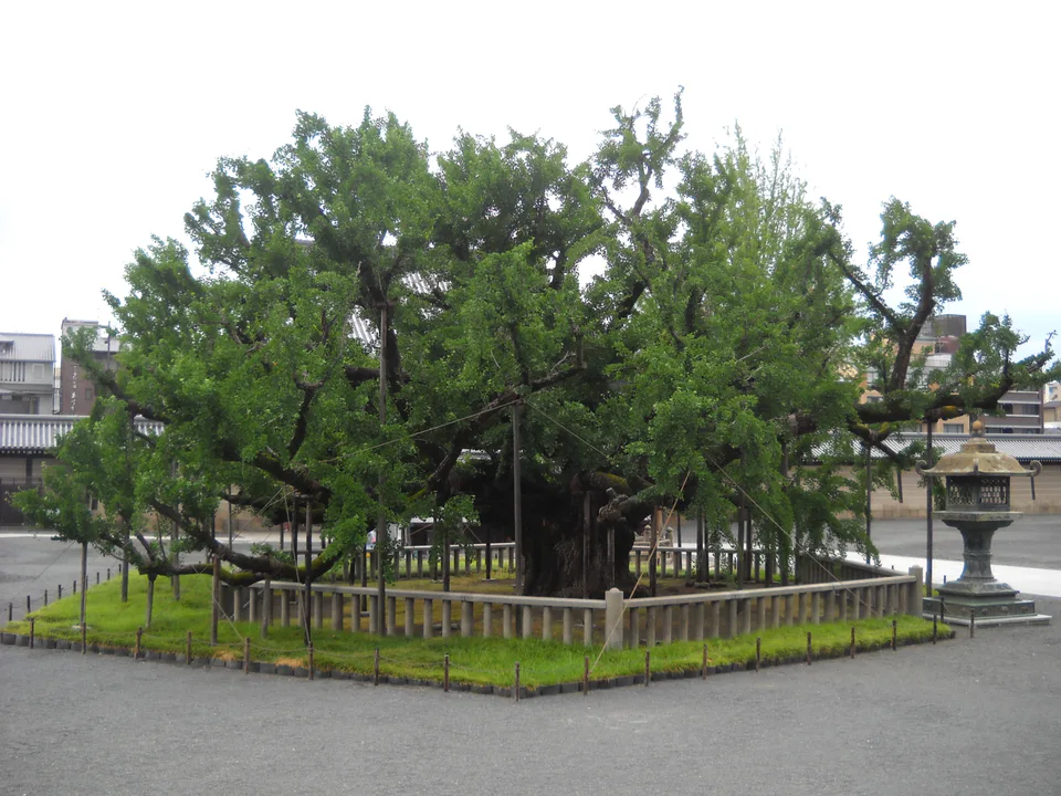 Giant ginkgo inside the free general-worship grounds of Nishi Honganji