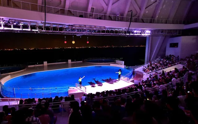 Night dolphin performance at Marine World Uminonakamichi during an evening aquarium event